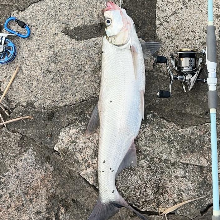 路亚叙白🎣