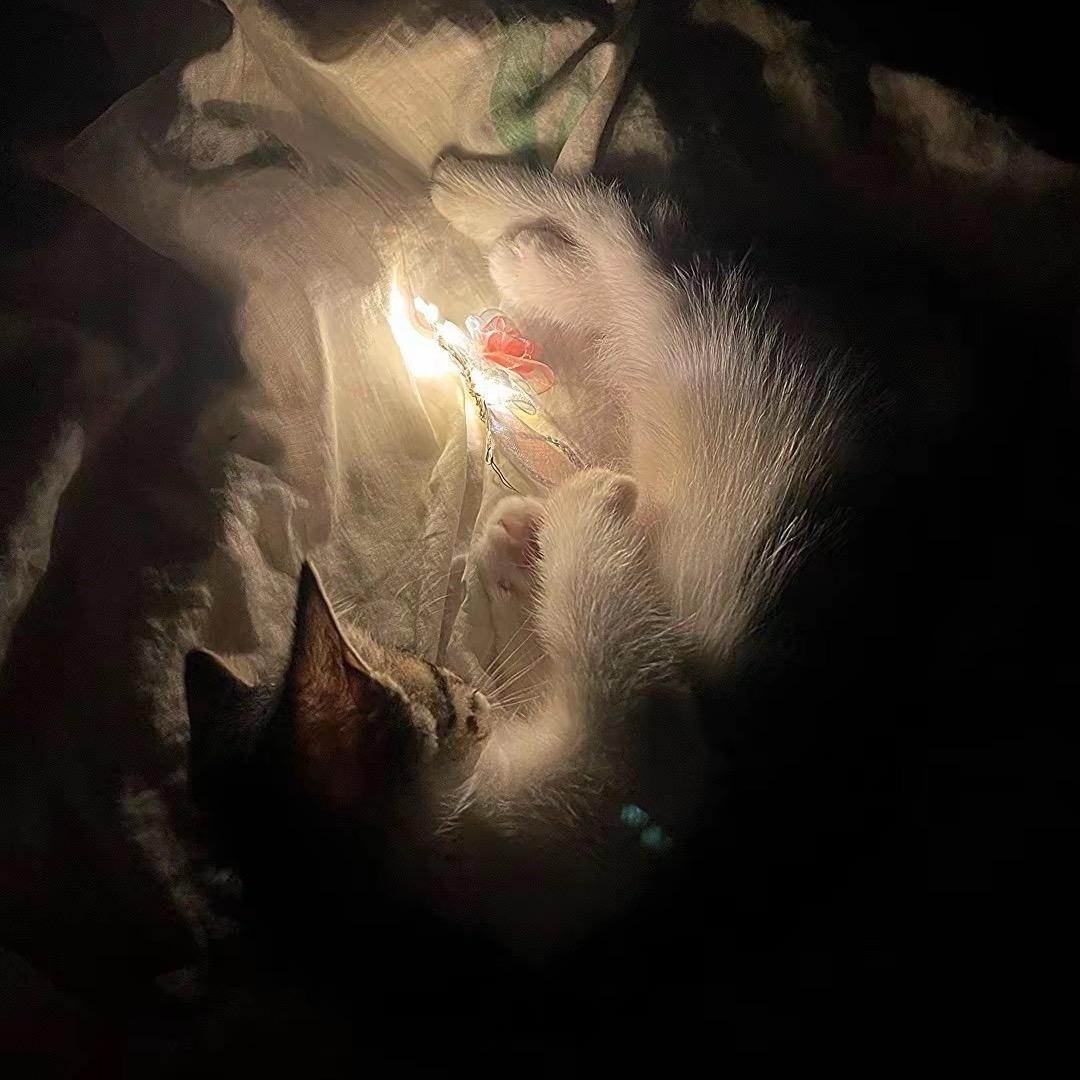 @枕头上的猫💤