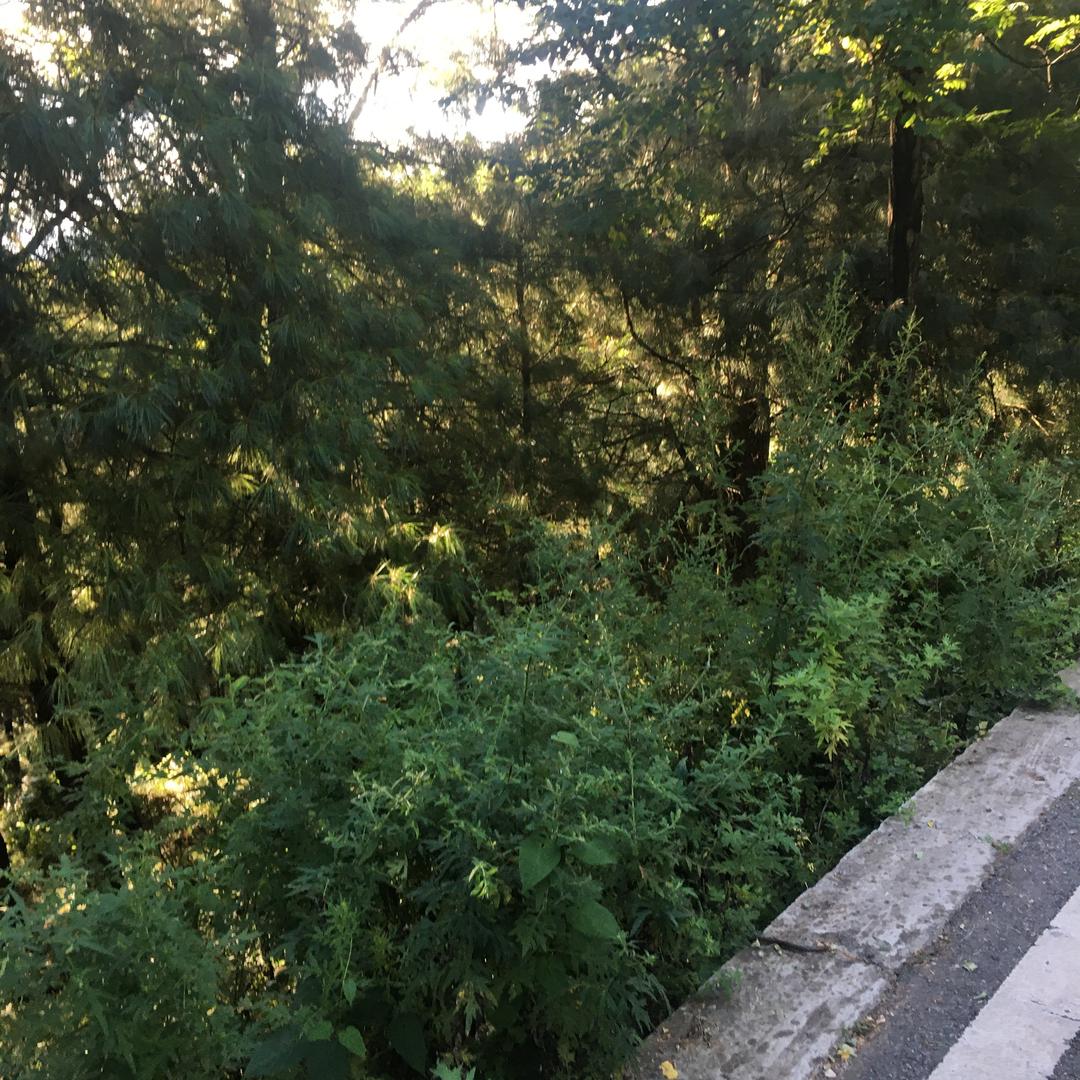 晨曦