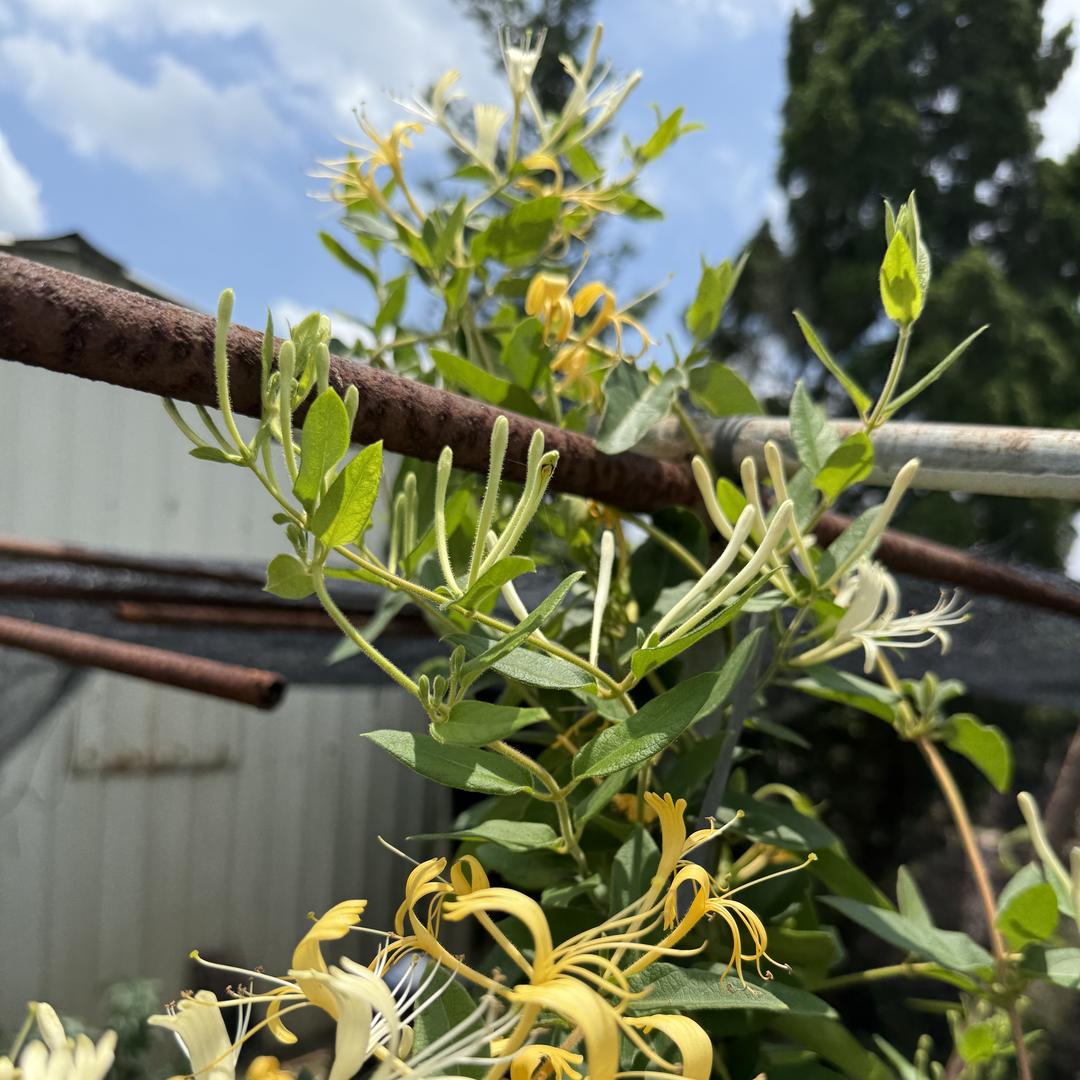 普宁市洪阳泽凯花木经营部