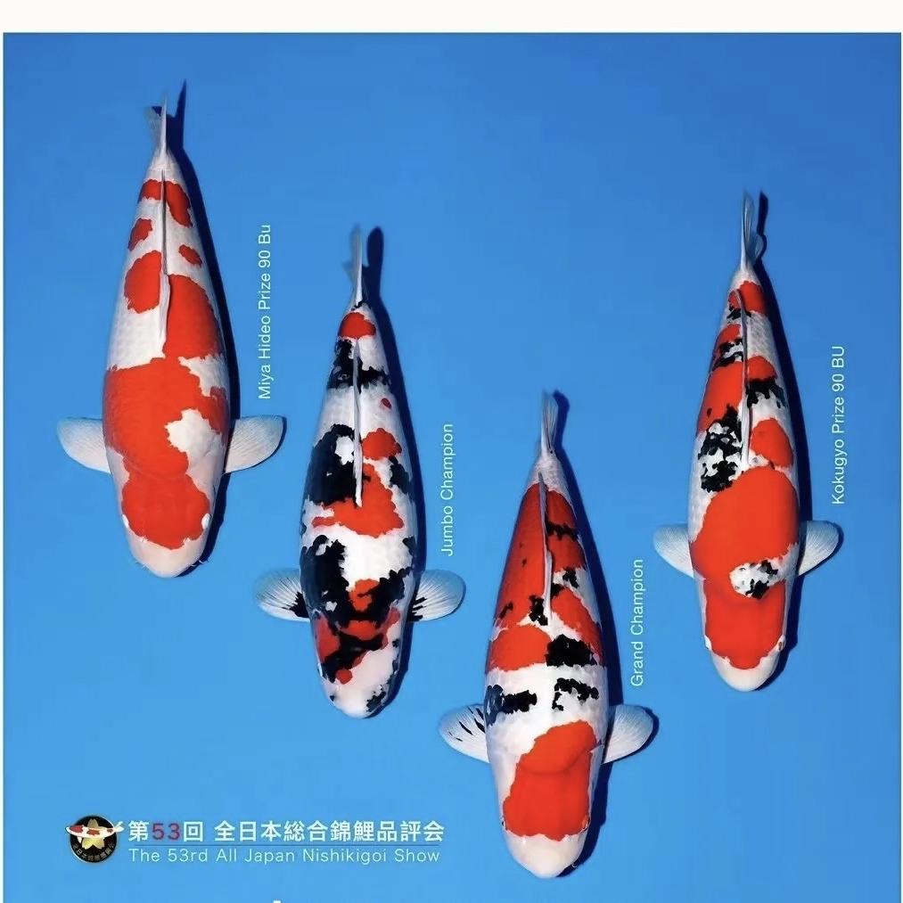 爱锦鲤观赏鱼