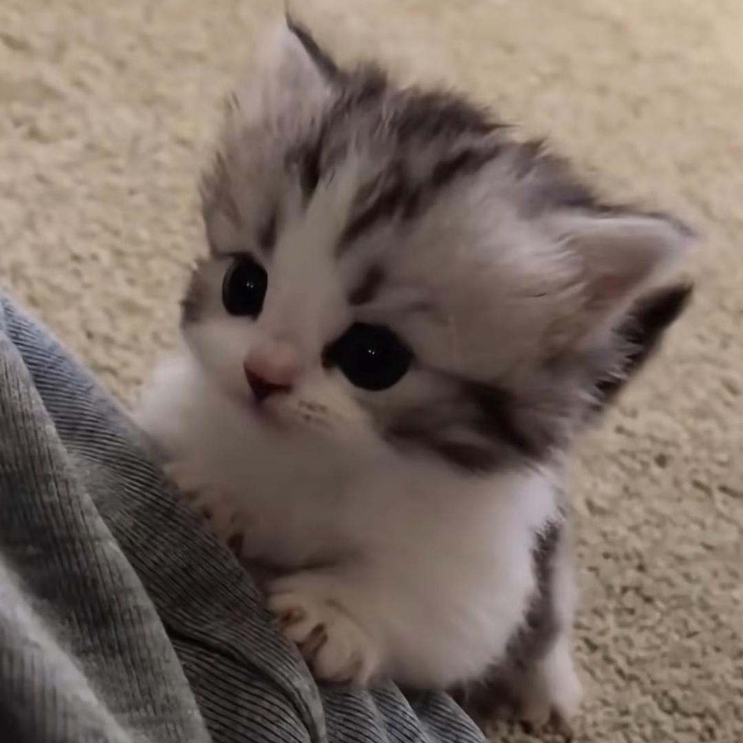 i^