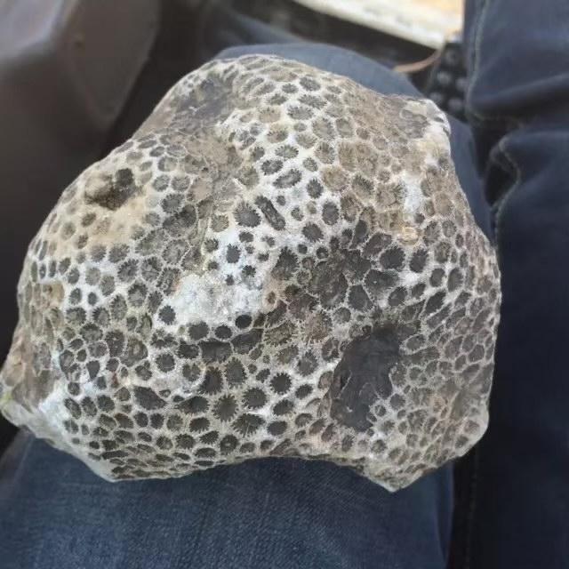 朱小弟🕸️