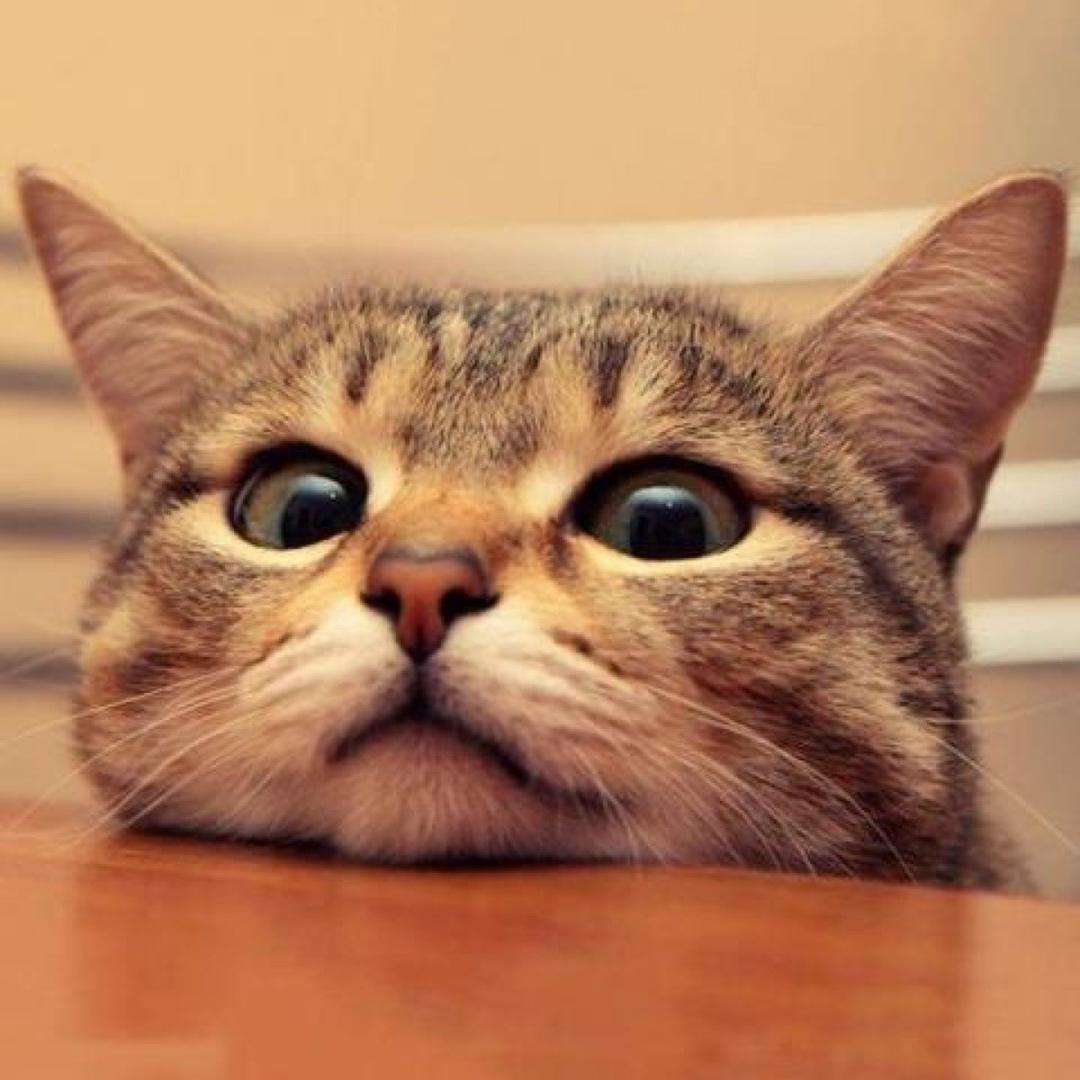 小老虎🐯