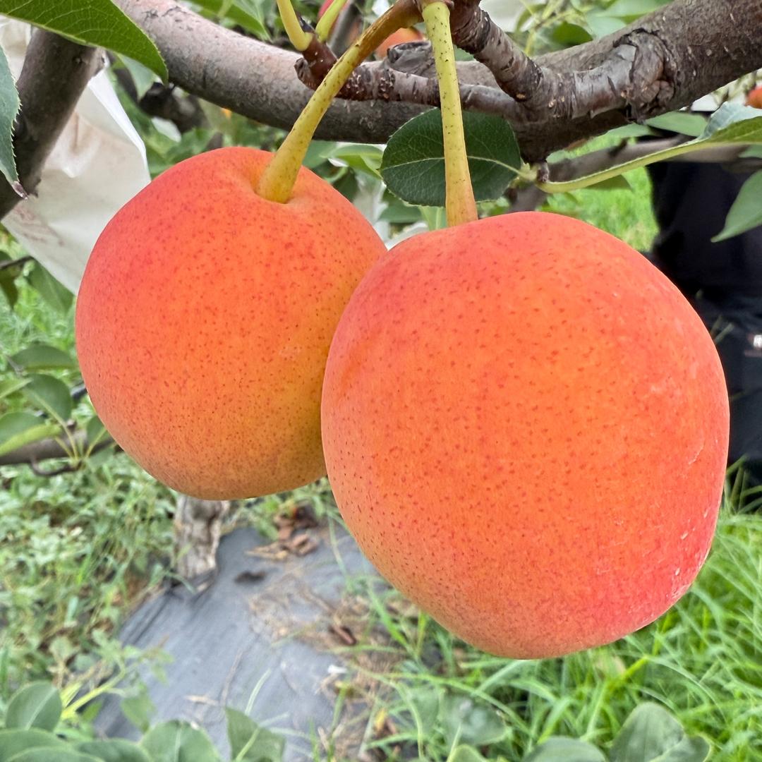 六安绿宇果树花卉研究中心