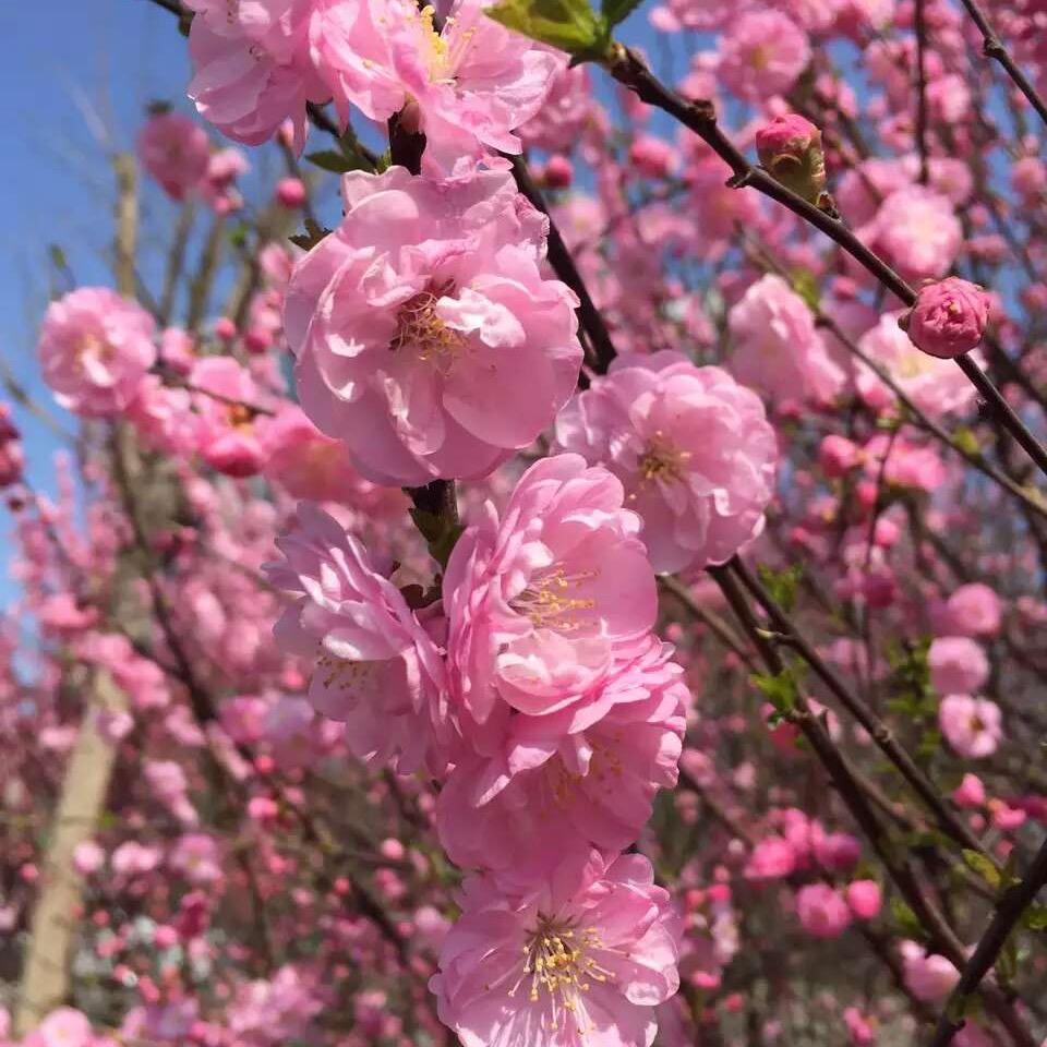小鱼