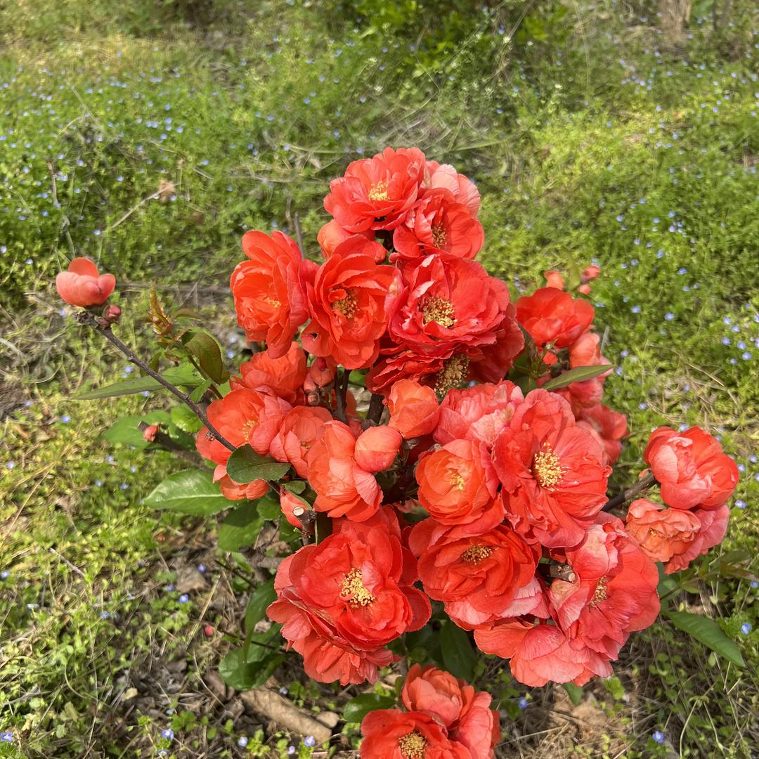 一只鱼盆栽的头像