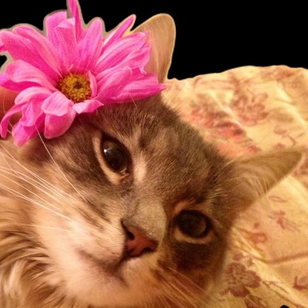 𝗗𝗶𝗮𝗮_𝗶𝗸₊⁺