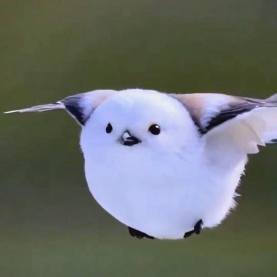 野蔷薇头像