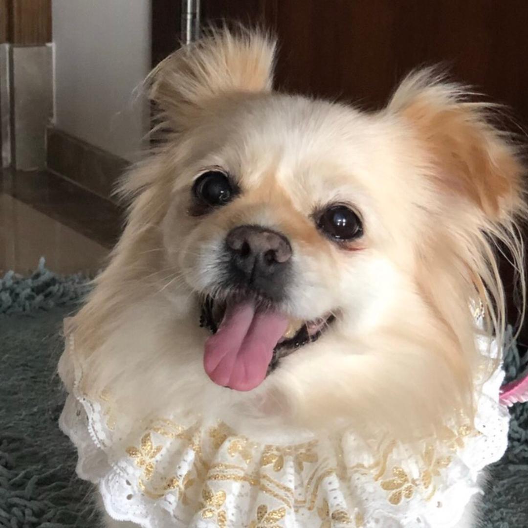 家有妞花宝