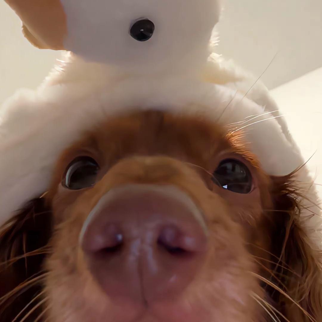 手抓饼里不放葱