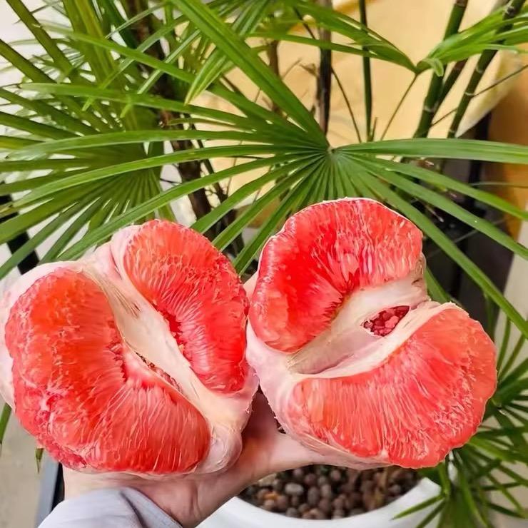 芋小丫果园直发