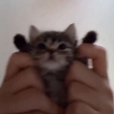 小粪