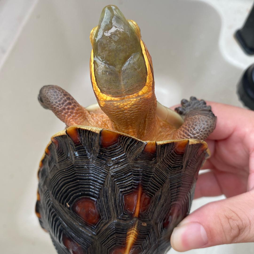 山野沐风、龟宠工作室