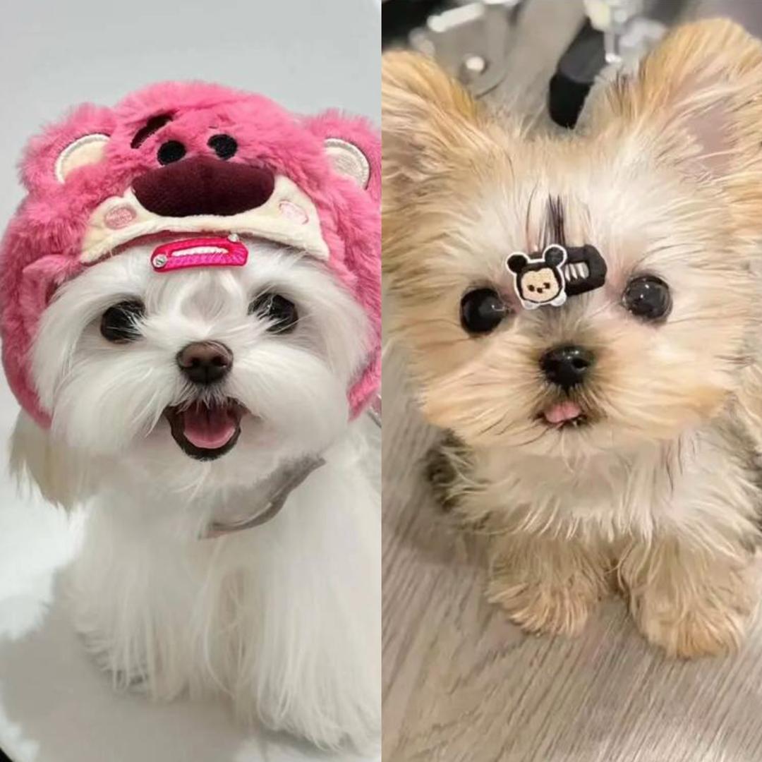 鞍山马小甜•奢宠