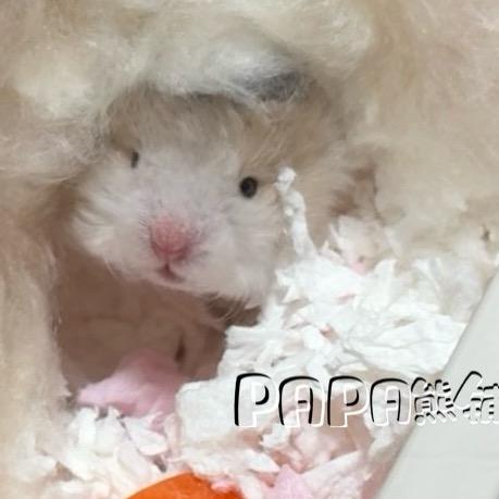 Papa的熊铺🍊(西安家养仔仔)