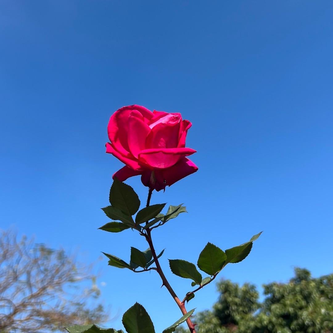 柿柿如意💐🍬🐝