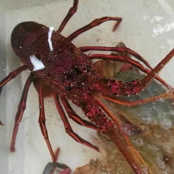 喜盈门海鲜(同城配送)