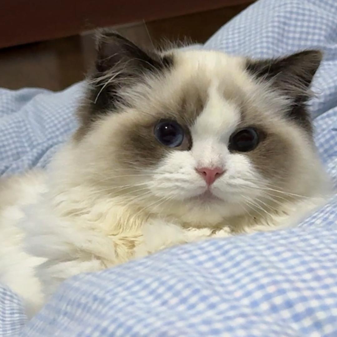 多米多米🐱