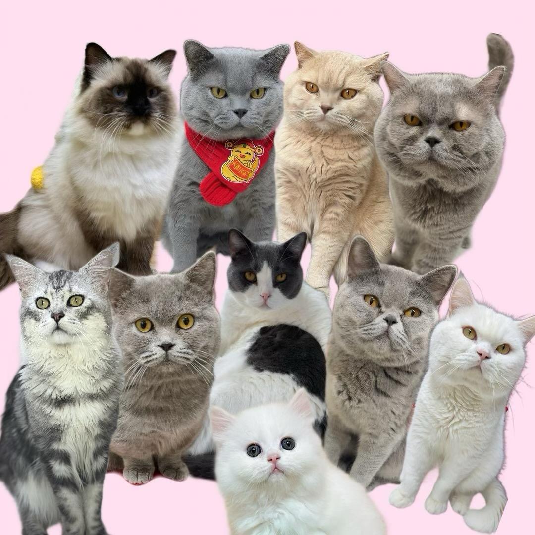 特拉普是只猫吖!