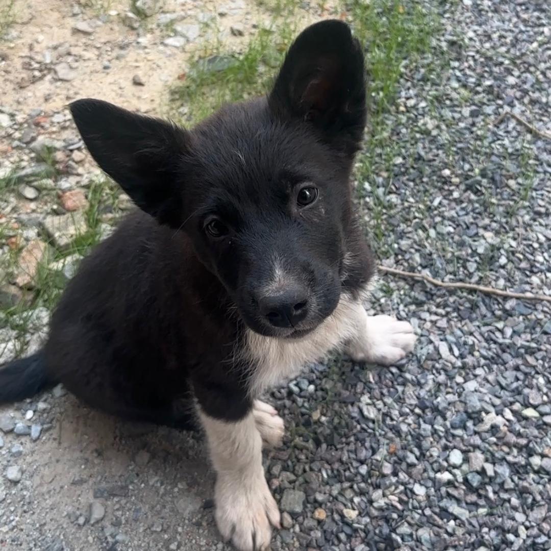 时光爪印🐾