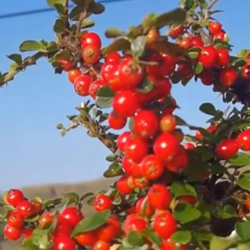 乡下人种植花卉店