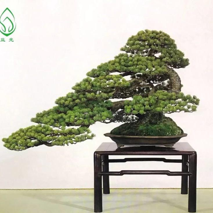 兴旺盆景