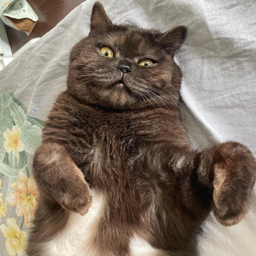 小咪是只猫（歪嘴版）