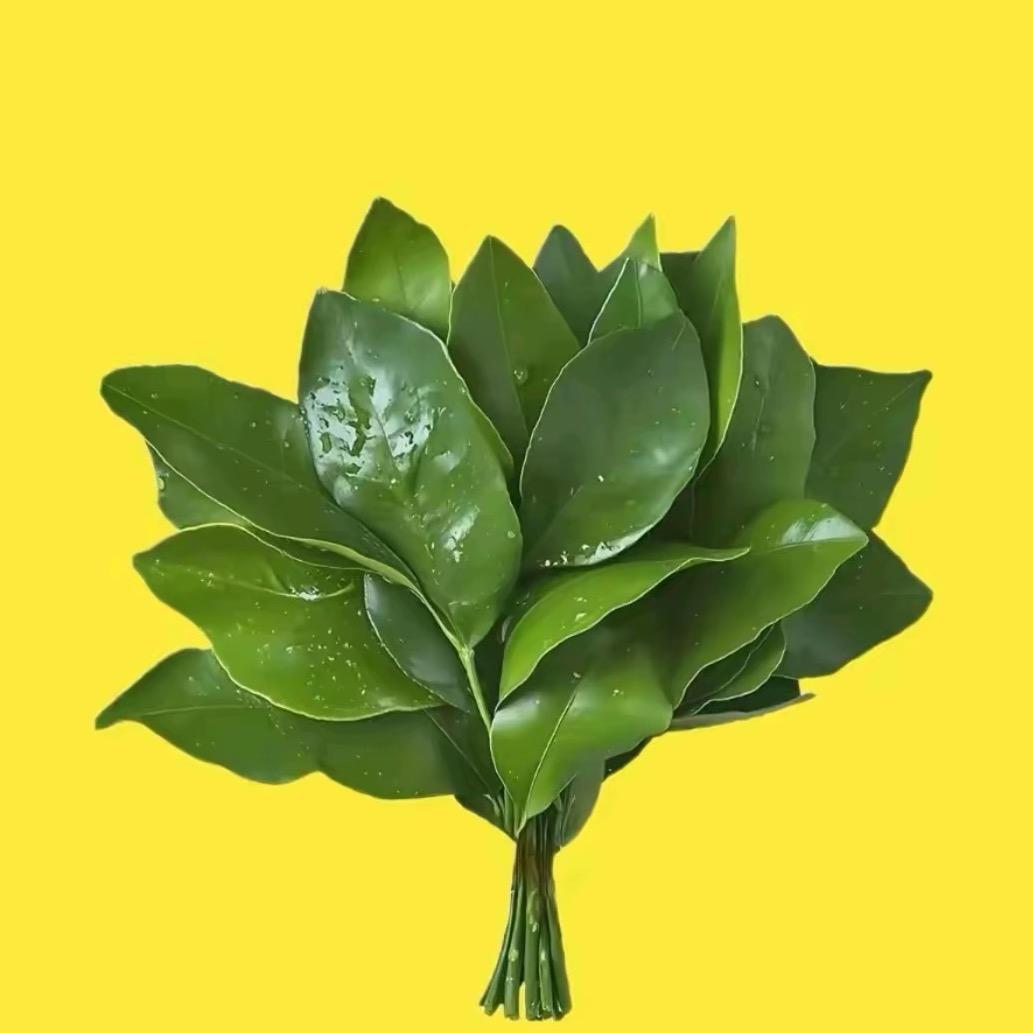 宝宝.