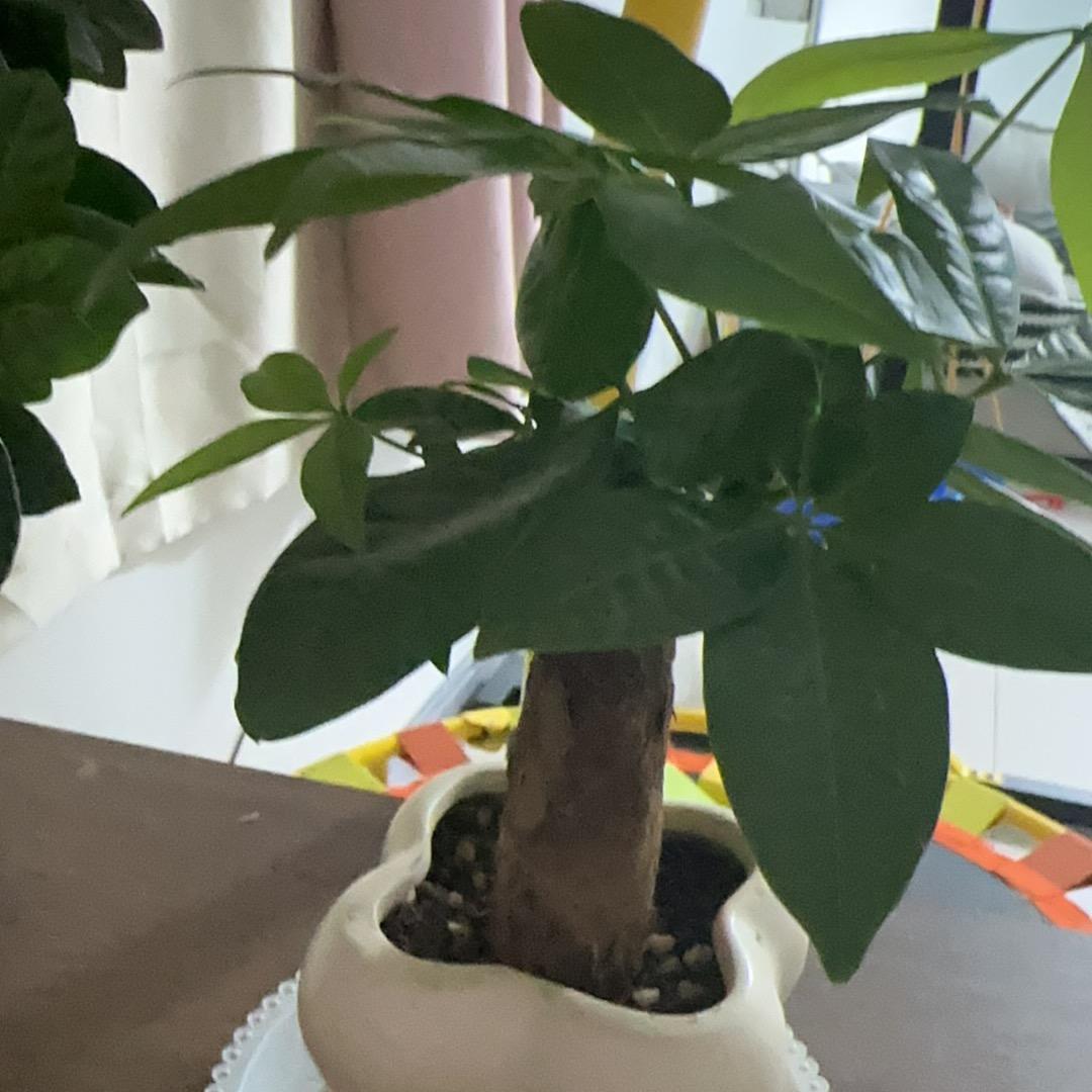 巴拉巴拉小魔仙