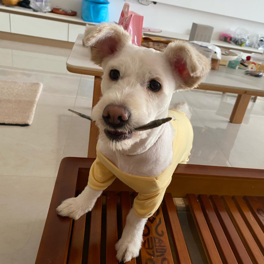 生生不息 🐶