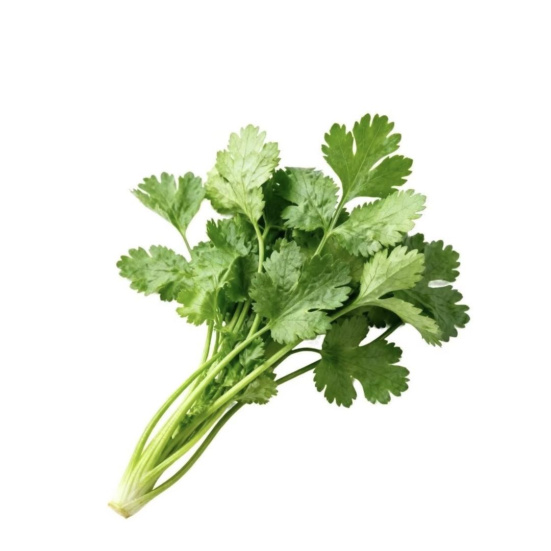 香菜很香