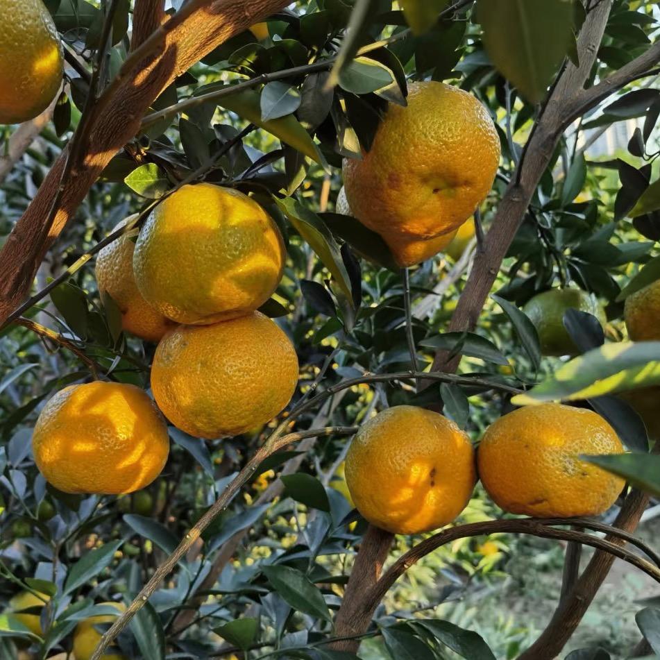 柑香源新会陈皮