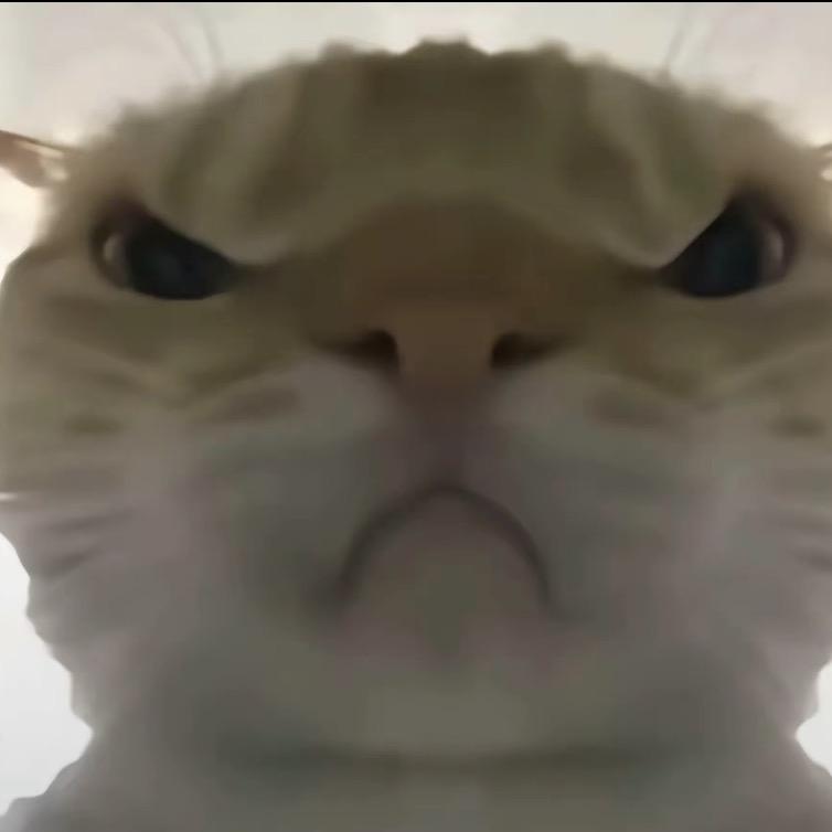 三角洲的鼠