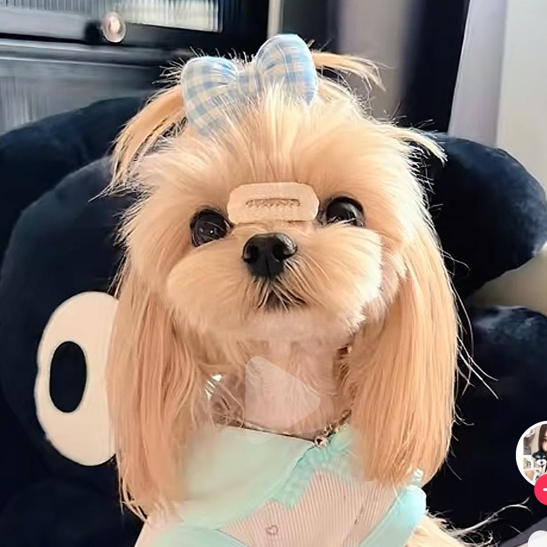 竹子养狗的那些年