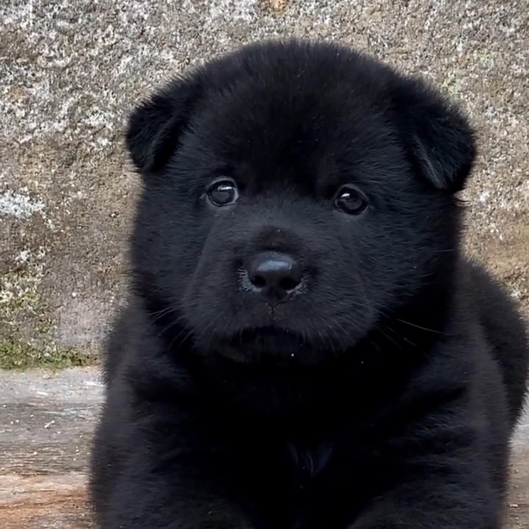 五黑犬之家（看主页）