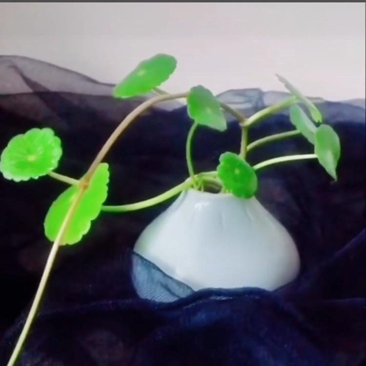 🍷铜草屋🍷的头像