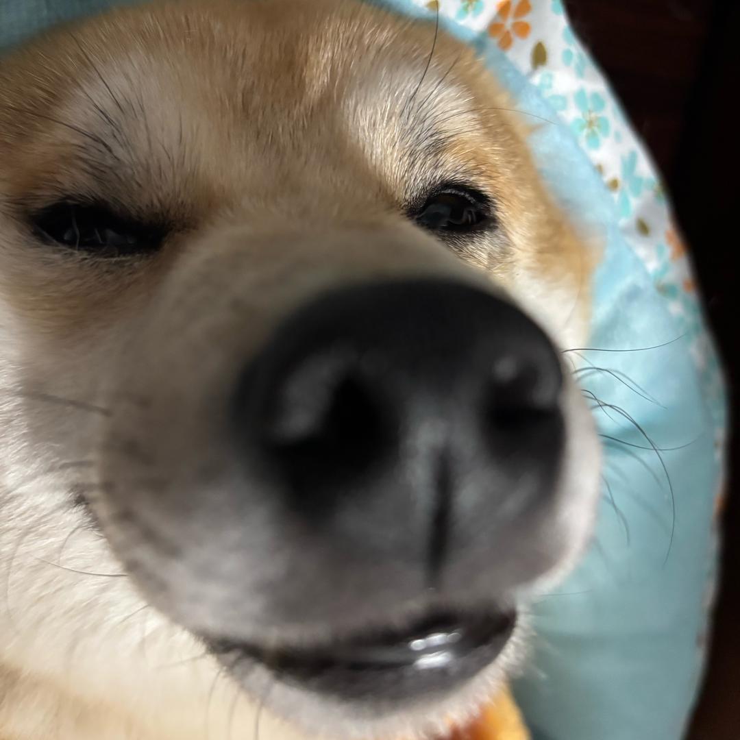 青蛙王子（招生中）