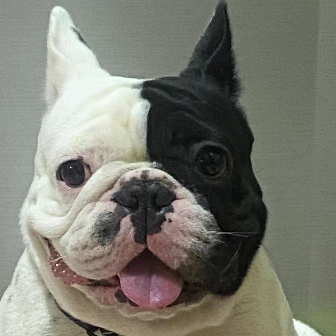 黑老肥