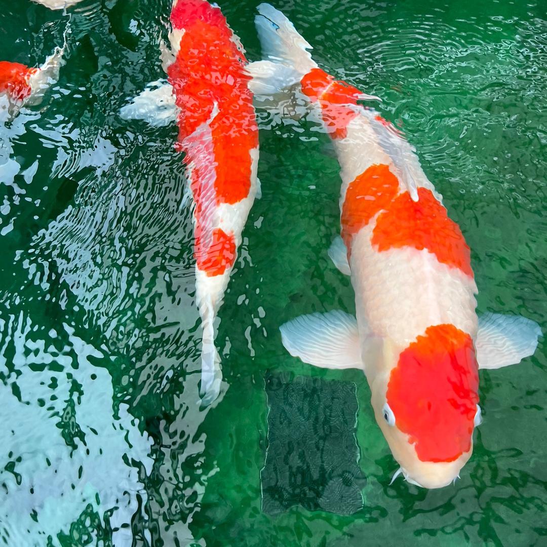 云南昆明鱼多多锦鲤养殖场