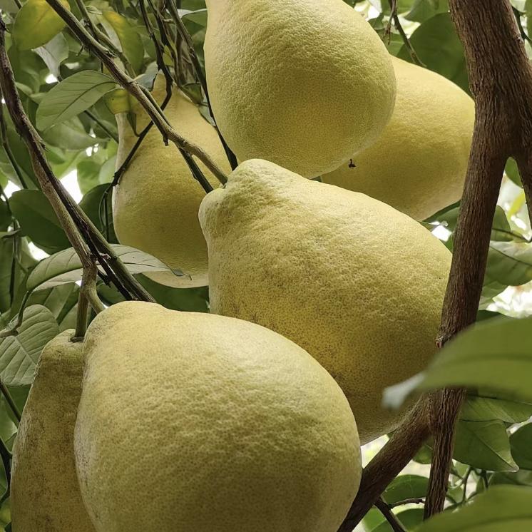 果乐日记Fruitsilo