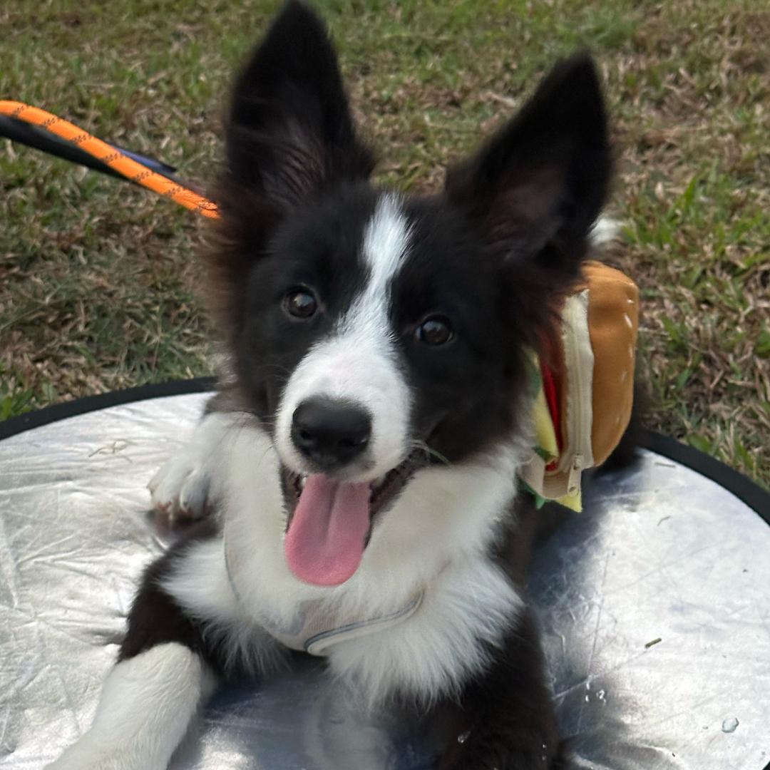 榴莲会后空翻🐶