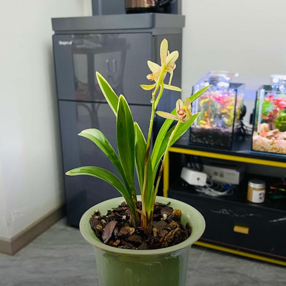植佑兰花