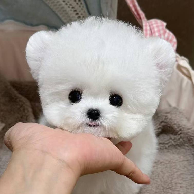 饼干小比熊🐻