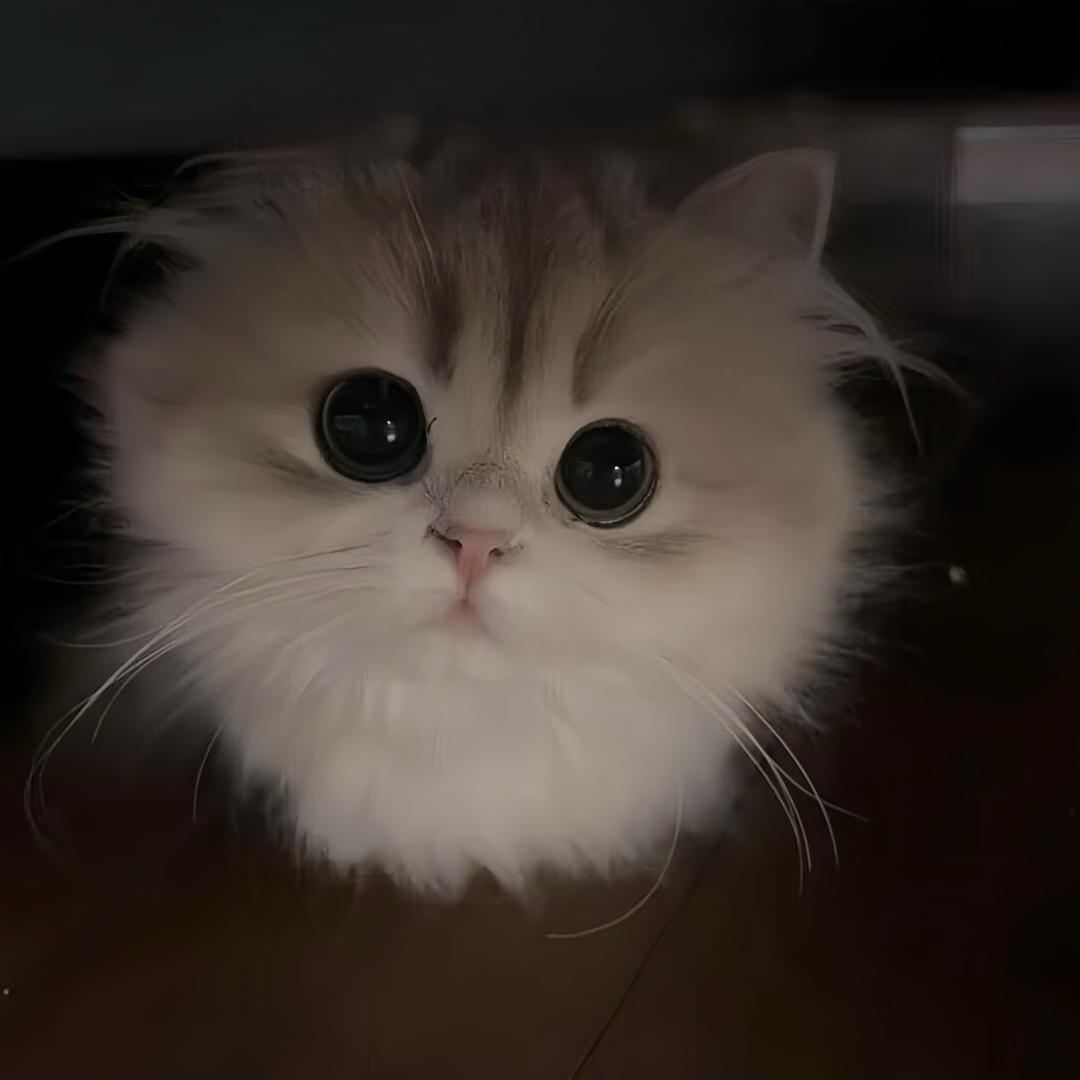 TTmeow