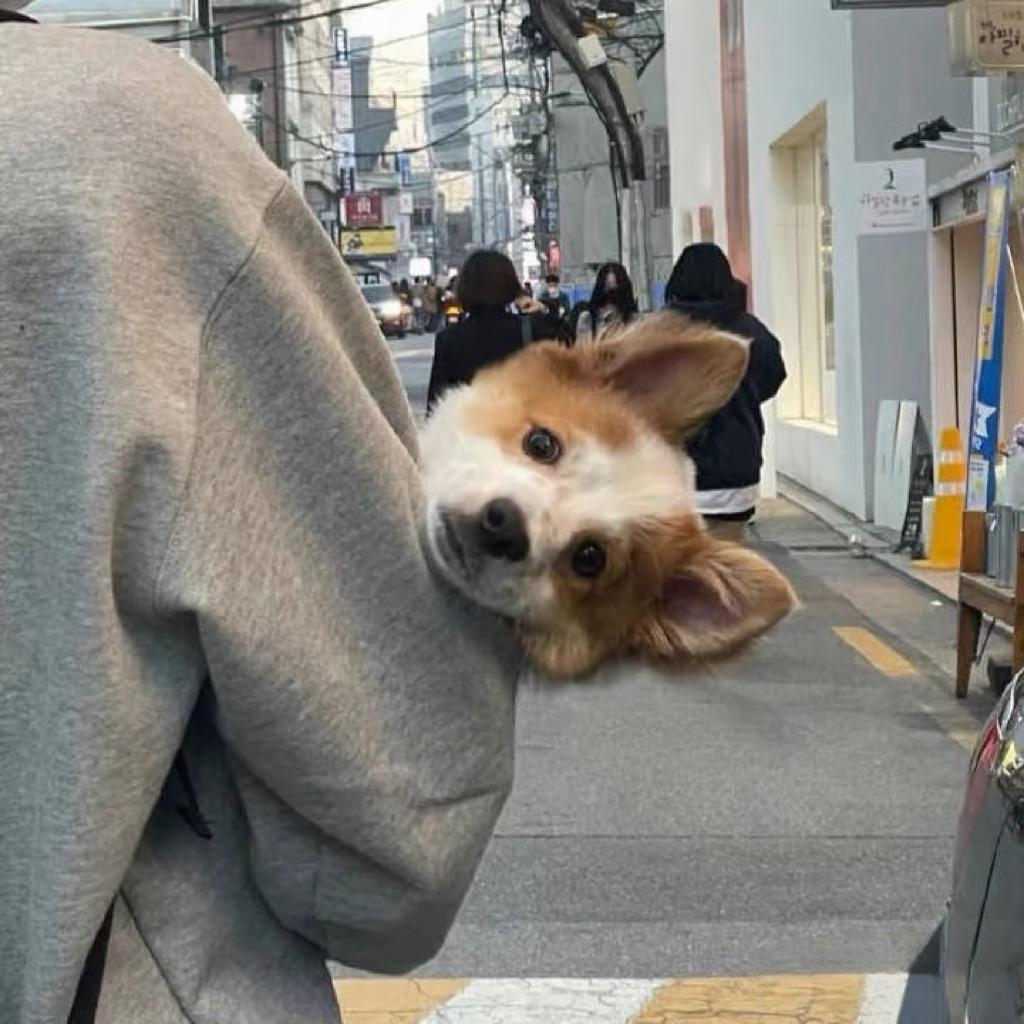 无敌暴龙战士哇🪖