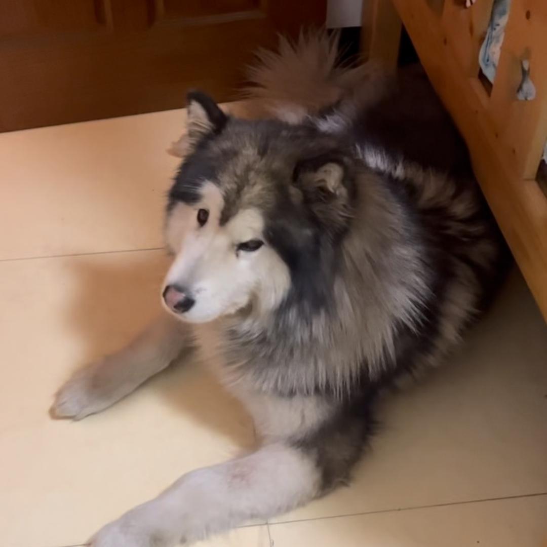 绝处逢生（小号）