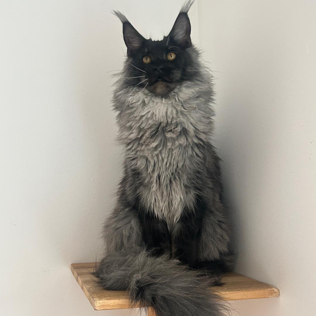 缅因猫颜舍
