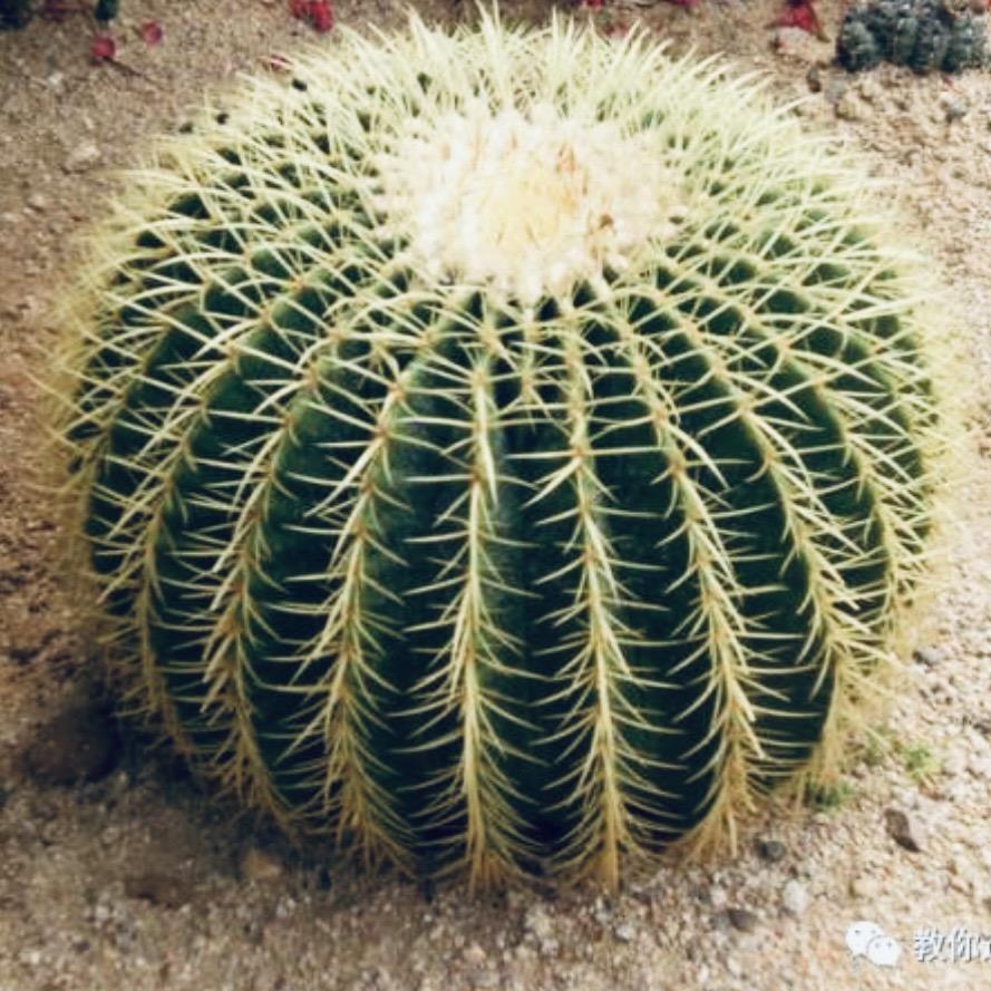 🌵仙🌵人🌵掌🌵