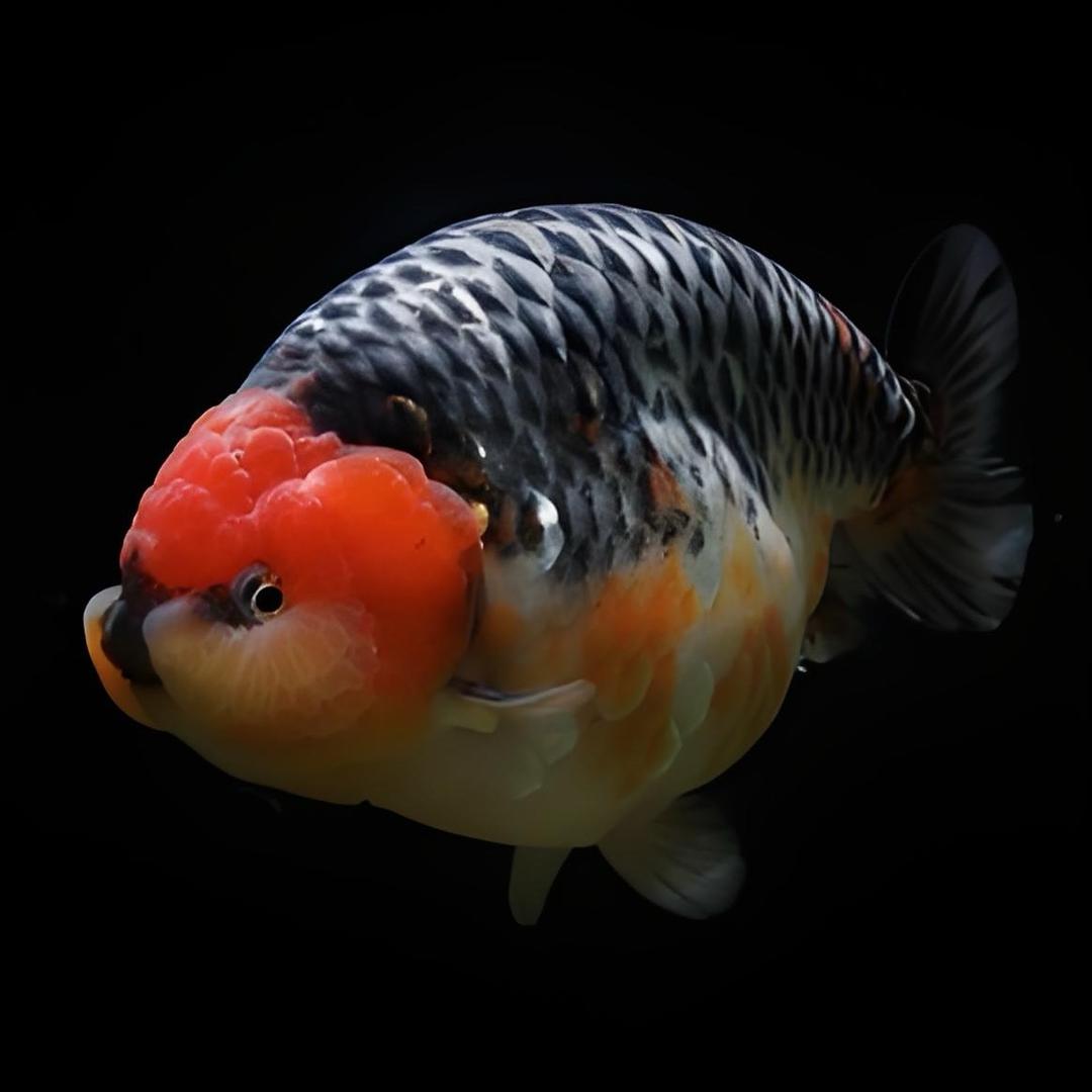 品艺金鱼